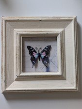 Butterfly decoupage framed for sale  YORK