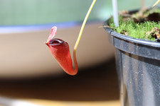 nepenthes for sale nepenthes for sale SOUTHAMPTON