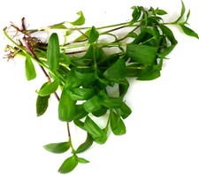Tradescantia grün dreimasterb gebraucht kaufen  Gronau