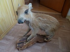 Wildschwein frischling tier gebraucht kaufen  Dorfprozelten