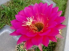 Ibrido trichocereus rl.2011.22 usato Ibrido trichocereus rl.2011.22 usato  Spedire a Italy