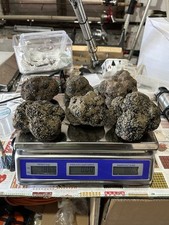 Tartufo scorzone fresco usato  Spello