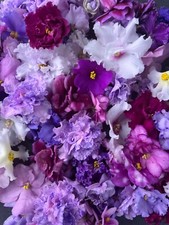African violets five for sale  Newport