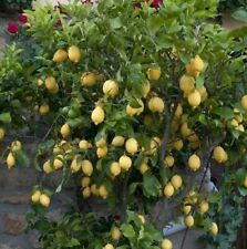 Live fruit tree for sale  Byhalia