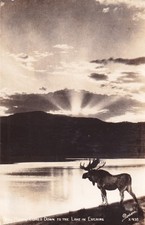 Bull moose comes for sale  Lockwood