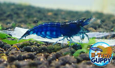 10 +1 Ultra Blue Dream - Freshwater Neocaridina Aquarium Shrimp. Live Guarantee for sale  Richmond