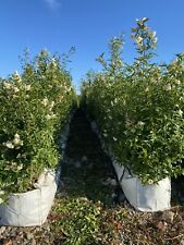 6ft tall wild for sale  PRESTON