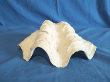 Conchiglia gigante fossile usato  San Martino Dall Argine