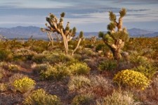 0.20 acres vacant for sale  Pahrump
