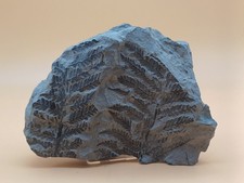 Pflanzenfossil farn dem gebraucht kaufen  Bodelshausen