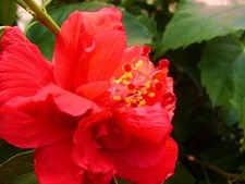 Andersons double red for sale  Bowling Green