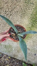 Agave americana pianta usato  Osimo