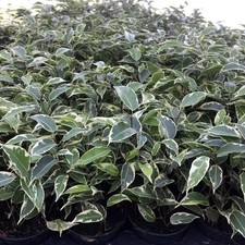 Weeping fig variegated for sale  NORTHAMPTON