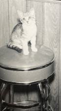 Vintage 1950s young for sale  New Hartford