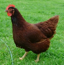 Rhode island red for sale  HOLSWORTHY