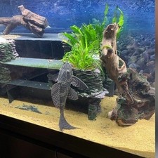 pleco cave for sale  BRIDGEND