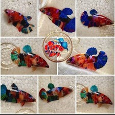Live betta fish for sale  East Lansing