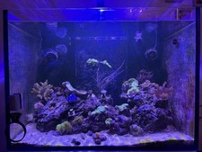 Meerwasser aquarium salzwasser gebraucht kaufen  Berlin