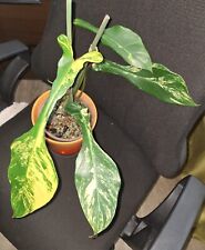 Philodendron joepii variegata gebraucht kaufen  Köln