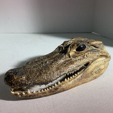 Vintage small alligator for sale  Little Elm