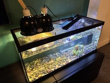 Small pet turtles for sale  CHEADLE