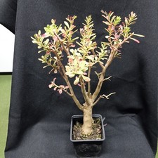 Sedum oxypetalum succulente d'occasion Sedum oxypetalum succulente d'occasion  Prigonrieux