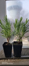 Lavender grosso live for sale  Easton