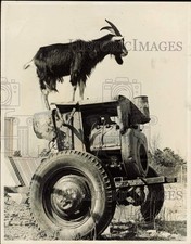1967 press photo for sale  Memphis