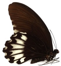 Papilio jordani male gebraucht kaufen  München