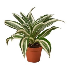 Dracaena warneckii white for sale  Mount Dora