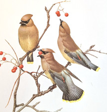 Lansdowne birds cedar for sale  Sahuarita