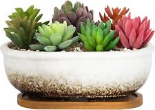 Artketty succulent plant for sale  NORWICH