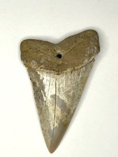white shark tooth for sale white shark tooth for sale Clearfield