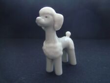 grey poodle for sale grey poodle for sale HUDDERSFIELD