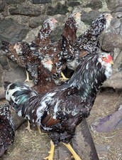 Spangled russian orloff for sale  ST. AUSTELL