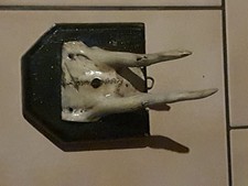 Rehbock trophäe einem gebraucht kaufen  Stadtoldendorf