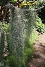 Spanish moss air for sale  Opa Locka
