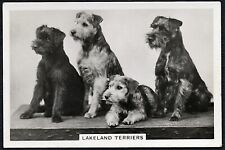 Lakeland terrier senior for sale  COLEFORD
