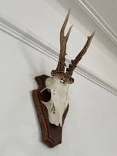 Real fine antlers for sale  SOUTHEND-ON-SEA