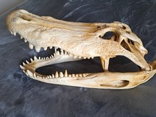 Giant alligator skull for sale  West Palm Beach