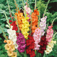 Gladioli mixed colour for sale  MELTON MOWBRAY