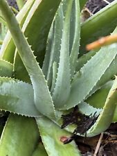 Lot medicinal aloe for sale  Osprey