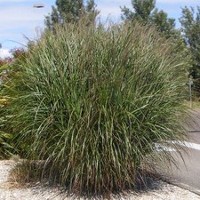 Miscanthus sinensis gracillimu d'occasion  Pouzauges