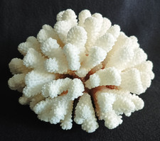 Corail blanc 1.180 d'occasion  La Rochelle