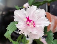 christmas cactus for sale christmas cactus for sale Homer Glen