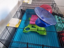 Large syrian hamster for sale  EDGWARE
