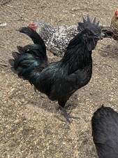 easter egger for sale easter egger for sale Lockridge