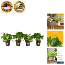 Exotic angel pothos for sale  Sunrise Beach