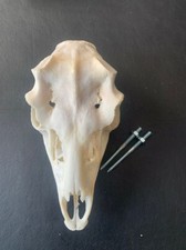 Schädel damhirsch abwurfstang gebraucht kaufen Schädel damhirsch abwurfstang gebraucht kaufen  Coesfeld