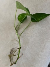 Golden pothos indoor for sale  Morgantown